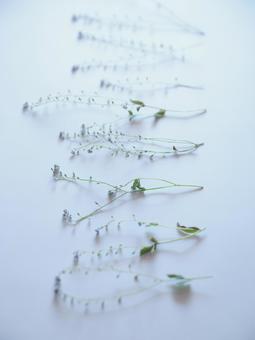 白い背景と植物 白い背景と植物の写真