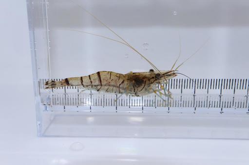 スジエビ スジエビの写真