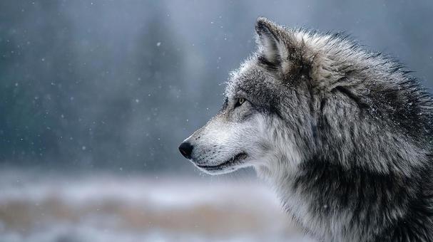 雪原に立つ孤高のオオカミ 雪原に立つ孤高のオオカミの写真