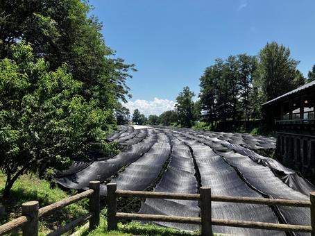 わさび農園 わさび農園 夏,夏休み,旅行の写真素材