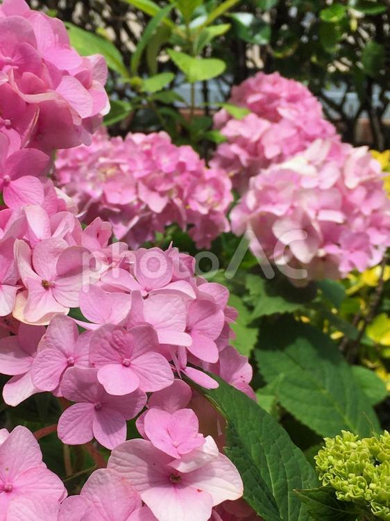 アメリカの公園にて、ピンク色のあじさい 紫陽花,アジサイ,あじさいの写真素材