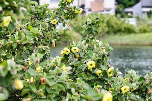 ハマボウの花 ハマボウの花 ハマボウ,浜朴,花の写真素材
