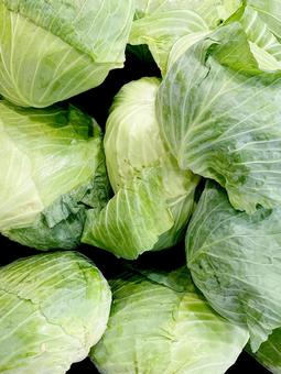 野菜・キャベツ 野菜・キャベツ キャベツ,収穫,栽培の写真素材