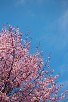 青空と桜 青空と桜の写真