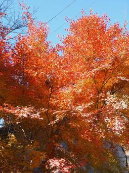秋の亀山湖・幻想的な紅葉（千葉県君津市） 秋,亀山湖,紅葉の写真素材