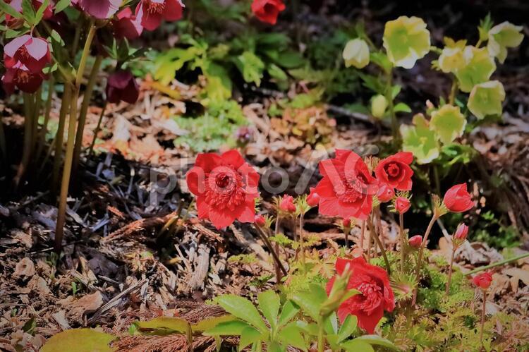 赤いアネモネとクリスマスローズ 植物,花,クリスマスローズの写真素材
