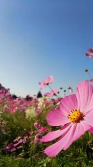 コスモスと青空 コスモスと青空の写真