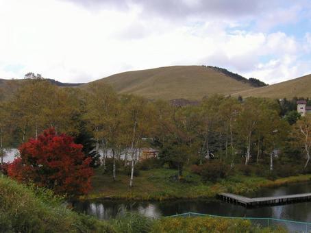 Photo, lake shirakaba, japanese privet (ligustrum japonicum), nagano prefecture, 