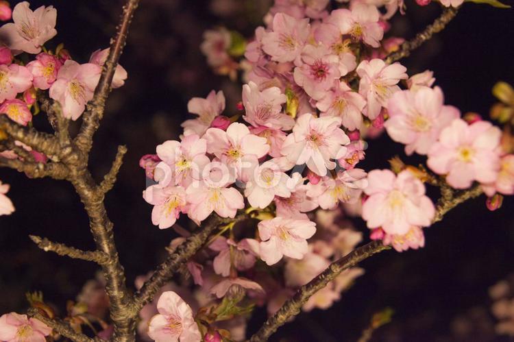 夜の河津桜11（田原市） 河津桜,夜桜,花の写真素材