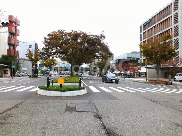 中央分離帯の街路樹の紅葉 街路樹,紅葉,色の写真素材