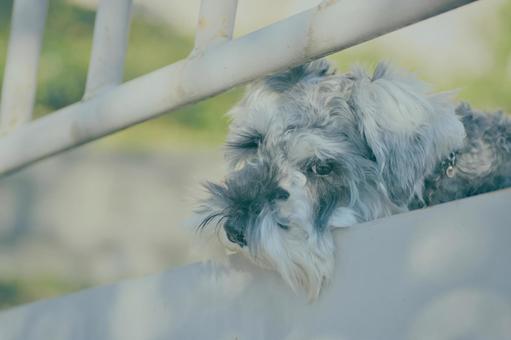 ミニチュアシュナウザー 犬,ペット,動物の写真素材