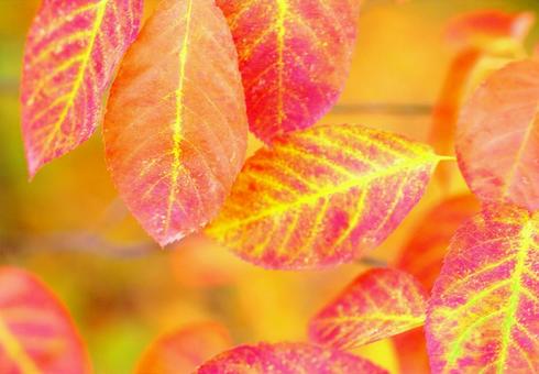 Autumn leaves frame Autumn landscape image, JPG Autumn leaves frame Autumn landscape image, JPG