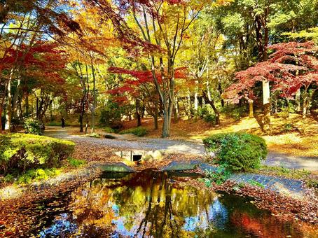 水辺に映る美しい紅葉① 色とりどり,鮮やか,川の写真素材