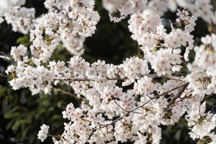満開の桜が春を彩る⑥ 桜,春,満開の写真素材