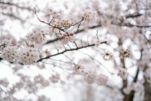 Cherry blossoms at Bessho Numa Park, JPG