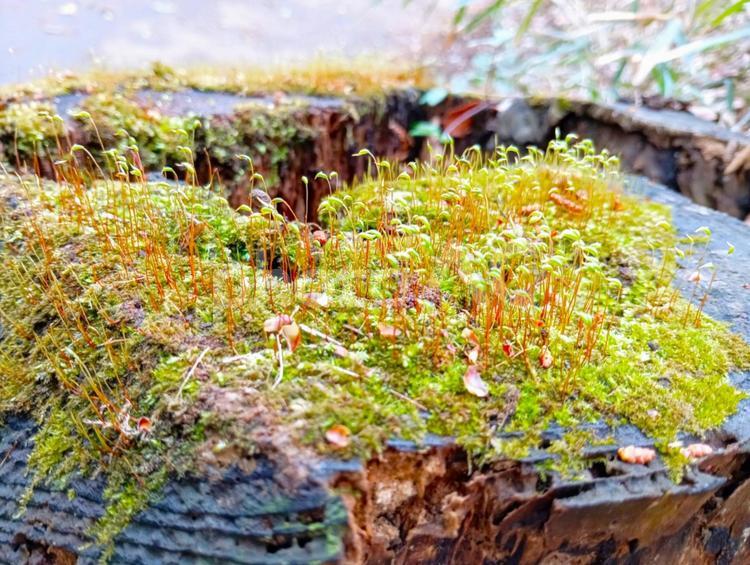 切り株に生えるコケ　市川市動植物園　 コケ,切り株,自然の写真素材