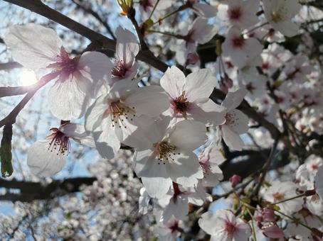 桜 桜の写真