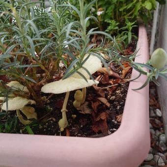 カーネーションの根元に生えた白いキノコ きのこ,プランター,植物の写真素材