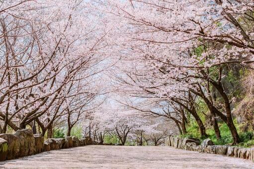満開になった桜の坂道 桜,ソメイヨシノ,春の写真素材