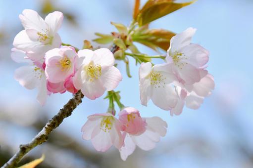淡いピンクの桜 苔清水 淡いピンクの桜 苔清水 苔清水,桜,花の写真素材