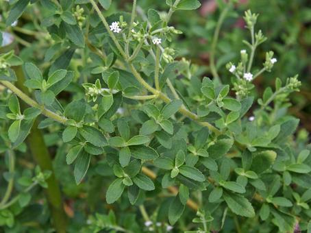 アマハステビア アマハステビア,甘葉ステビア,steviaの写真素材