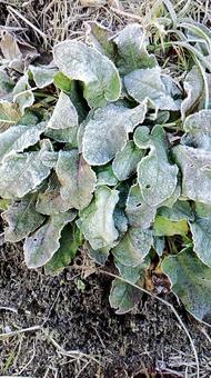 霜が降りた寒い朝 冬,冬の風景,葉の写真素材