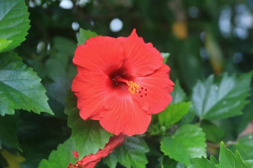 ハワイの花、ハイビスカス満開 ハワイの花、ハイビスカス満開の写真