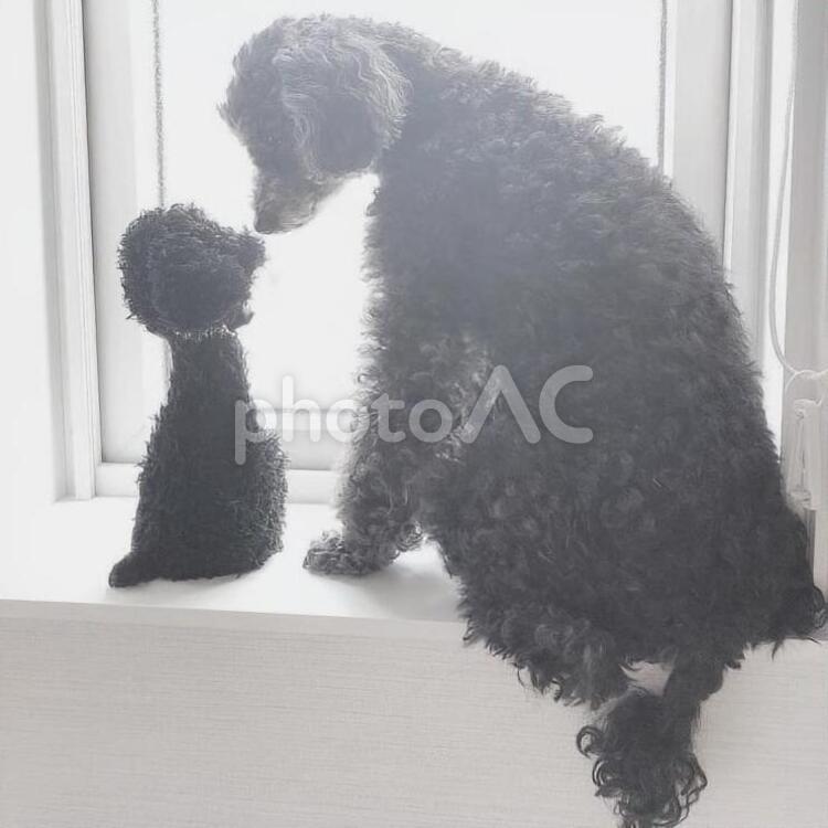 優しさ　家族　親子　ふれあい　光　シルエット プードル,犬,肖像画の写真素材