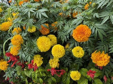 花壇のマリーゴールド 花壇のマリーゴールドの写真