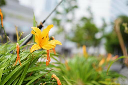 黄色いユリの花 黄色いユリの花の写真