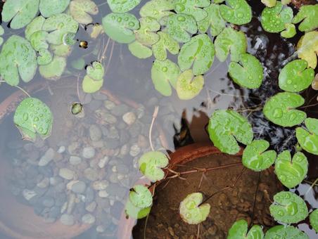 水草 水草 水草,ビオトープ,池の写真素材