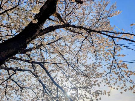 満開の桜 満開の桜の写真