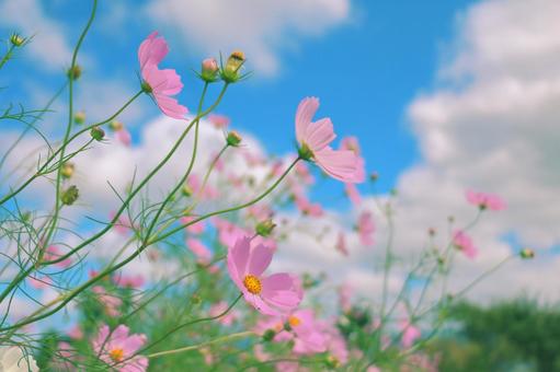 コスモスの写真