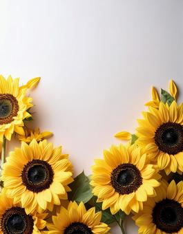 ひまわり-01の写真