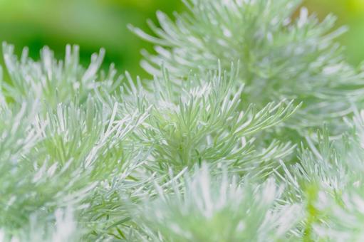 Photo, plant, asagiriso, mountain grass, 