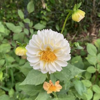 花★ダリア 白 花★ダリア 白 ダリア,白,フラワーの写真素材