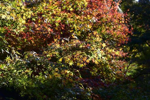 箕面の紅葉 箕面の紅葉の写真
