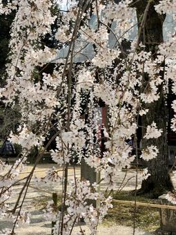 寺院を彩る枝垂れ桜の枝アップ 寺院を彩る枝垂れ桜の枝アップ 枝垂れ桜,桜,しだれ桜の写真素材