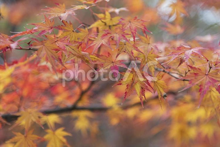 燃えるように染まる美しい紅葉アップ 紅葉,モミジ,木々の写真素材