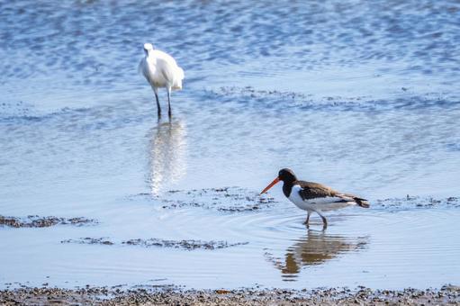 ミヤコドリ(37) ミヤコドリ(37)の写真