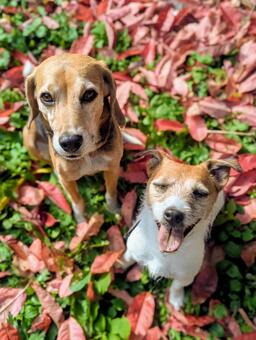 落ち葉のレッドカーペット 犬,ビーグル,ジャックラッセルテリアの写真素材