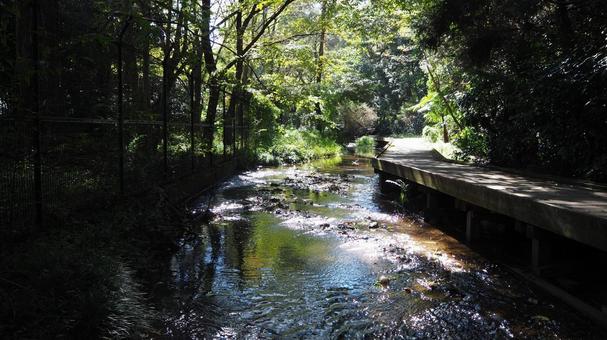 秋天，步行道，木棧道，溪流，陽光，公園, 秋, 散策路, 漫步, JPG