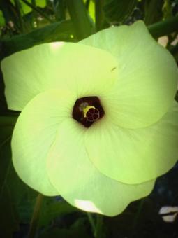 オクラの花 オクラの花の写真