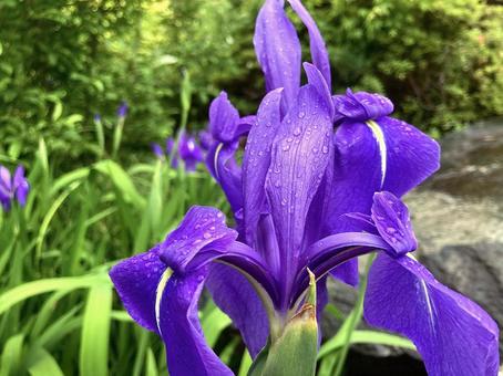紫の花 紫の花の写真