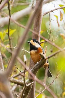 枝にとまるヤマガラ ヤマガラ,鳥,野鳥の写真素材