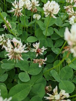 クローバーとてんとう虫 クローバー,てんとう虫,花の写真素材