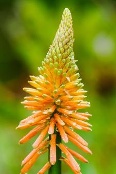 オオトリトマ⑴ オオトリトマ⑴ 花,オオトリトマ,シャグマユリの写真素材