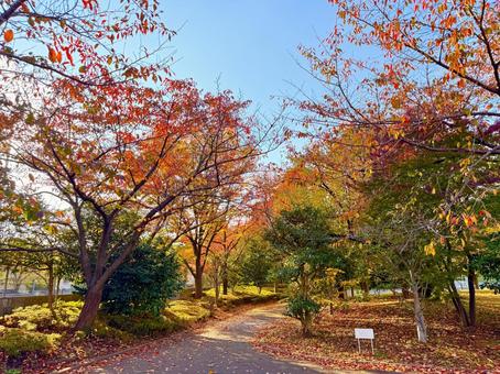 秋に色づく公園の木々 青空,空,ブルースカイの写真素材