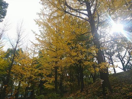 光差し込む秋の風景の写真