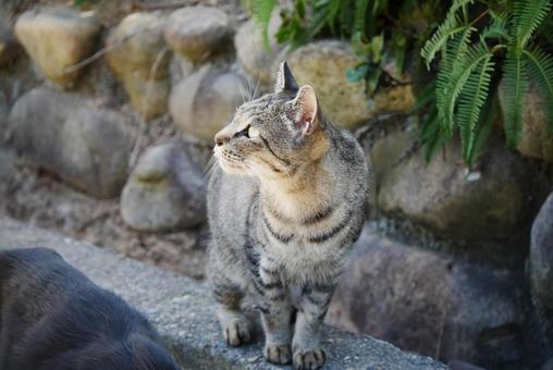 猫 猫の写真
